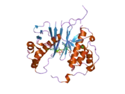 2c43: STRUCTURE OF AMINOADIPATE-SEMIALDEHYDE DEHYDROGENASE-PHOSPHOPANTETHEINYL TRANSFERASE IN COMPLEX WITH COENZYME A