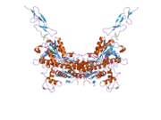 2e4w: Crystal structure of the extracellular region of the group II metabotropic glutamate receptor complexed with 1S,3S-ACPD