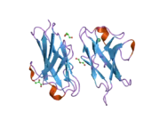 2gk2: Crystal structure of the N terminal domain of human CEACAM1