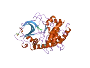 2gnj: PKA three fold mutant model of Rho-kinase with Y-27632