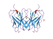 2hp4: Computational design and crystal structure of an enhanced affinity mutant human CD8-alpha-alpha co-receptor