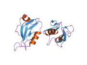 2i0l: X-ray crystal structure of Sap97 PDZ2 bound to the C-terminal peptide of HPV18 E6.