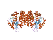 2noa: The structure of deoxycytidine kinase complexed with lamivudine and ADP.