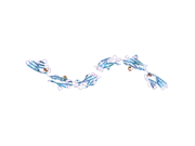 2nzi: Crystal structure of domains A168-A170 from titin