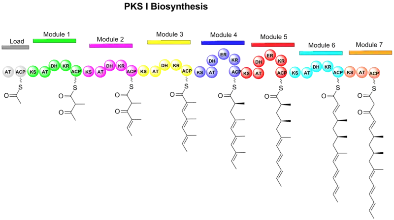 Figure 1. Formation of linear polyketide