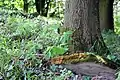 One of the matzevahs, fallen and covered with moss
