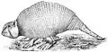 1878 restoration of P. tuberculatus