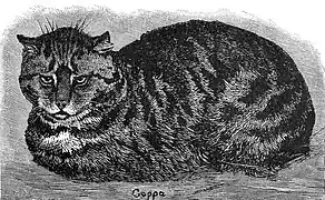 A 19th-century drawing of a tabby cat