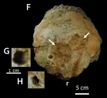 Lesions on the skull of Pachycephalosaurus