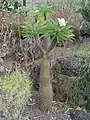 Pachypodium lamerei in flower