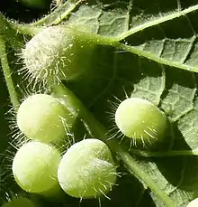 Pachypsylla celtidismamma, galls