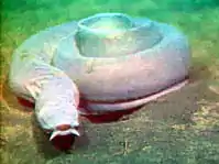 Agnatha (Pacific hagfish)