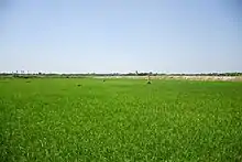 Photograph of flat culitvated landscape with embankments in the distance