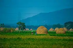 Paddy Fields near Kunavaram