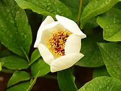 Paeonia daurica subsp. tomentosa