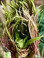 Closeup of flower bud starting to emerge from amongst clustered, feathery leaf blades