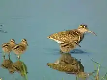 Male with chicks - Hong Kong, China