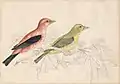 Two coloured birds drawn on faintly illustrated foliage