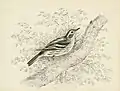 Black and White Warbler, pen and watercolour, 1845