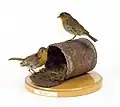 Pair of European Robins nesting in a tin can (1911) in the Natural History Museum, Dublin