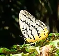 Pallid Faun (location: Cameron Highlands, Malaysia)