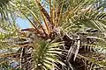 View at the top of the stem showing the spines on the lower fronds