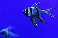 Banggai cardinalfish