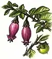 Reproduction of botanical illustration, showing flower and fruit.