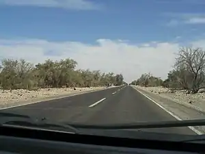 A modern forest in Pampa del Tamarugal as seen from Chile Route 5