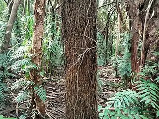 Trunk with dense covering of ascending rootlets.