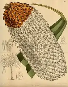 Pandanus furcatus, 1916.