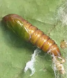 Pupa