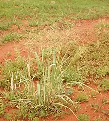 Image 4Native millet, Panicum decompositum, was planted and harvested by Indigenous Australians in eastern central Australia. (from History of agriculture)