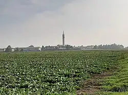 A large field of leafy plants lead to the horizon, where a town with a tall belltower is situated.