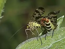 Mating (female on the right)