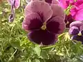 Hybrid pansy