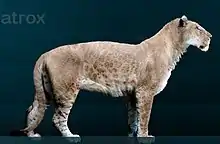 American lions (Panthera atrox) exceeded extant Old World lions in size and ranged over much of N. America until 11,000 BP.