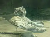 A Bengal tiger (died 2015) takes a nap at Potawatomi Zoo.