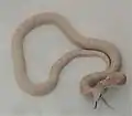 Leucistic Texas rat snake