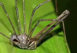 Pantopsalis albipalpis, a harvestman with very long 3-segmented chelicerae