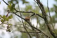 A juvenile pecks insects from a cobweb