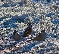 Three males