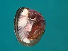 Female Argonauta argo with damaged egg case and eggs (Family Argonautidae)