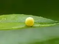 Egg on immature Citrus leaf