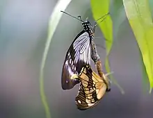 Papilio dardanus