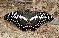 Butterfly found during the rainy season