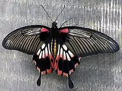 Female alcanor upperside