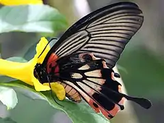 Female alcanor underside