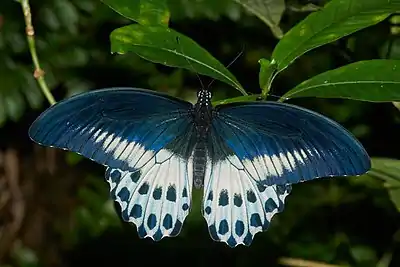 Image 7Papilio polymnestorPhotograph credit: Jeevan JosePapilio polymnestor, the blue Mormon, is a species of swallowtail butterfly found in southern India and Sri Lanka. It is a woodland species, often seen on forest paths and near streams. The larvae feed on trees in the family Rutaceae, such as citrus. Young larvae are green with white markings and position themselves on the upper surface of leaves, relying on their cryptic colouring, which resembles bird droppings, for protection. Older larvae seek less conspicuous locations, and have a unique habit of securing their balance by weaving silk on the substratum. This adult male P. polymnestor butterfly was photographed in the Indian state of Kerala.More selected pictures