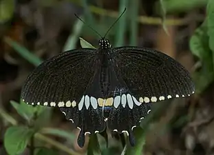 Dorsal view (male)